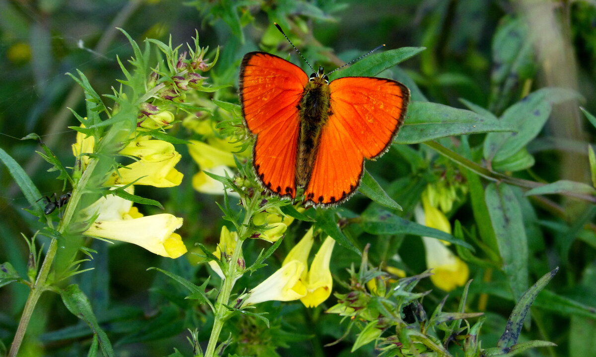 опять про бабочек...84 - Александр Прокудин
