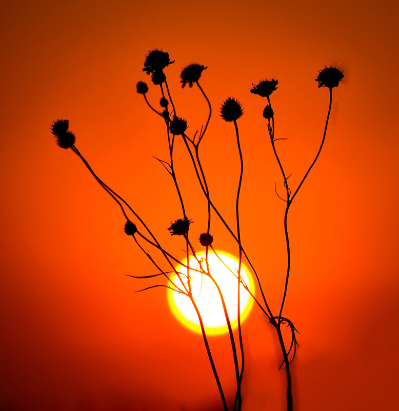 На закате - Nina Streapan