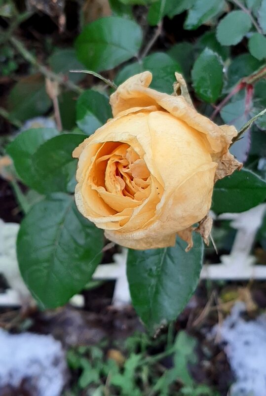 И у нас в ноябре цветут розы... - Наталья Герасимова И у нас в ноябре цветут розы... - Наталья Герасимова