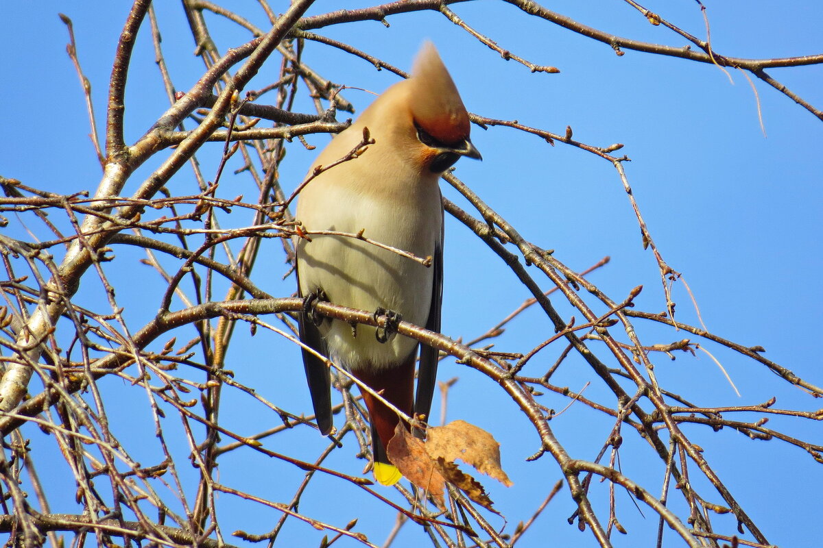 свиристели прилетели - shasha1950 