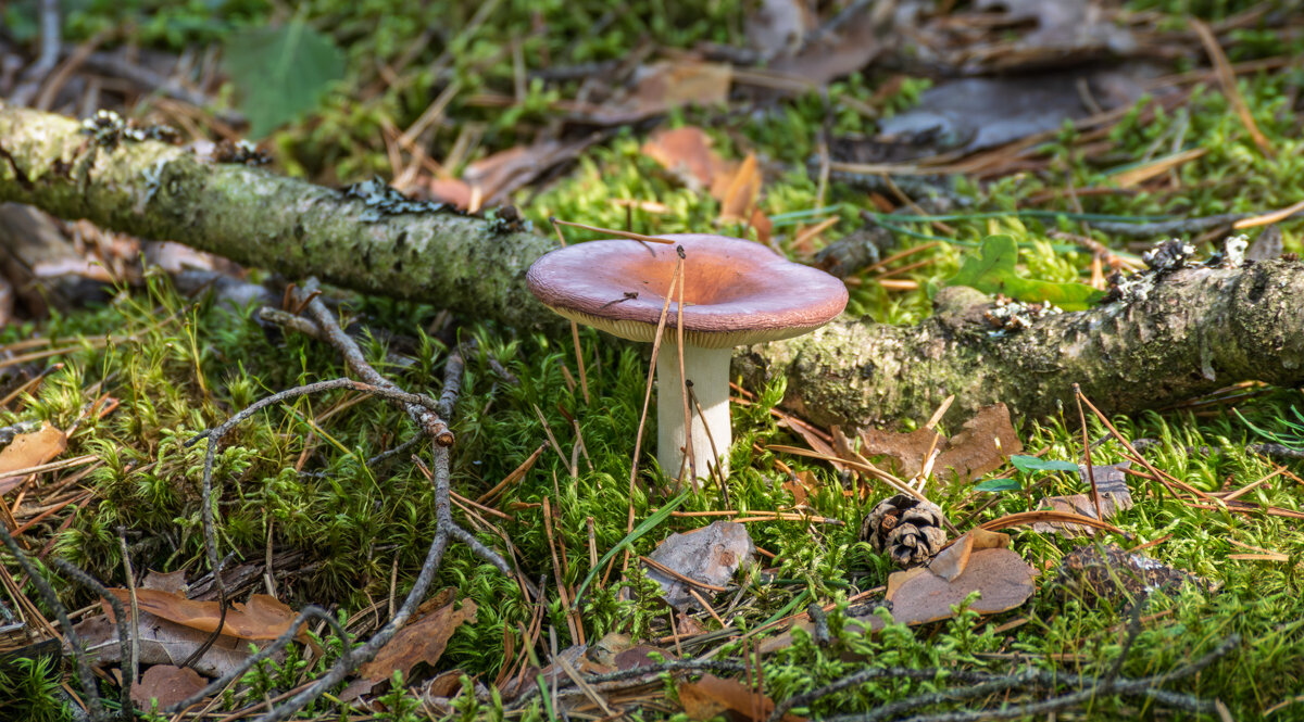 Сыроежка - Игорь Сикорский