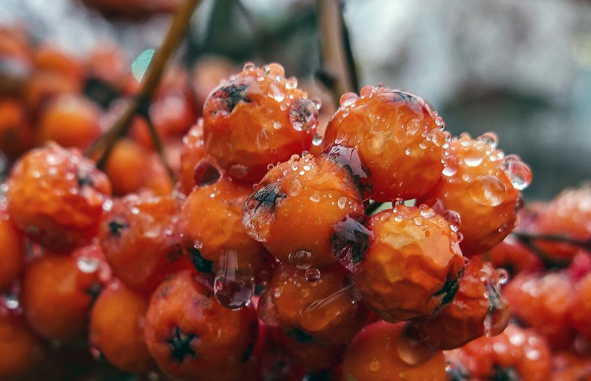 Умытая дождём - Валерий Иванович