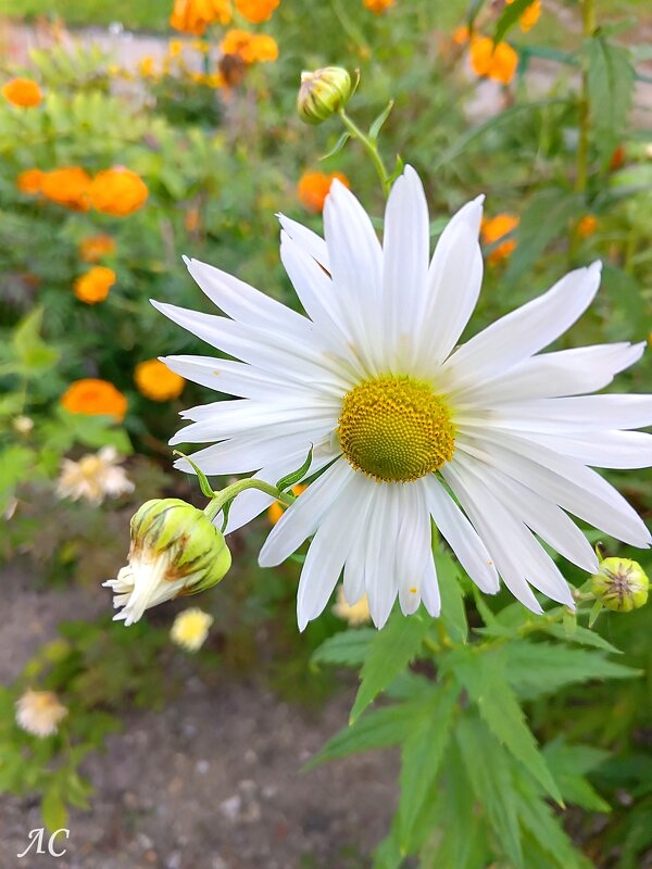 Хризантема осенняя - Любовь Сахарова