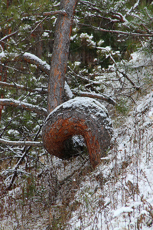 Анаконда - Владимир Кириченко