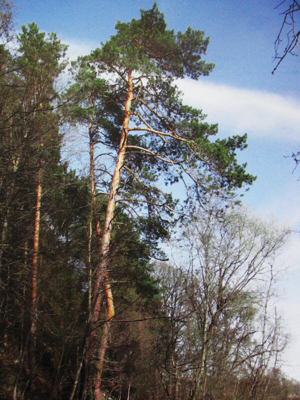 Сосны на пригорке - Людмила Смородинская