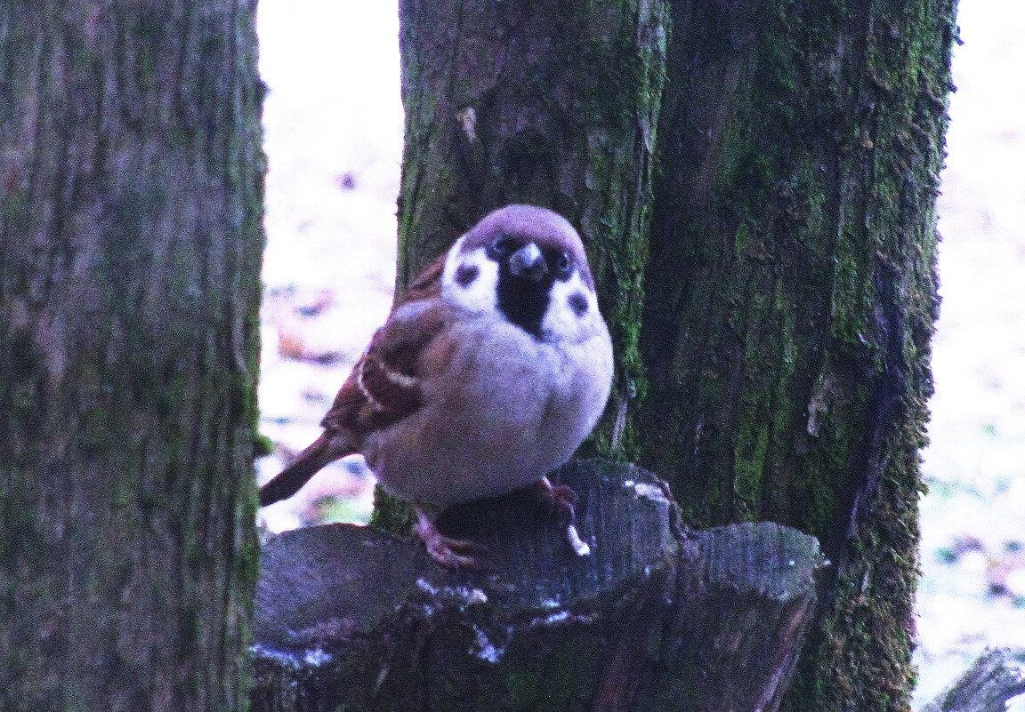 Дайте поесть - Людмила Смородинская
