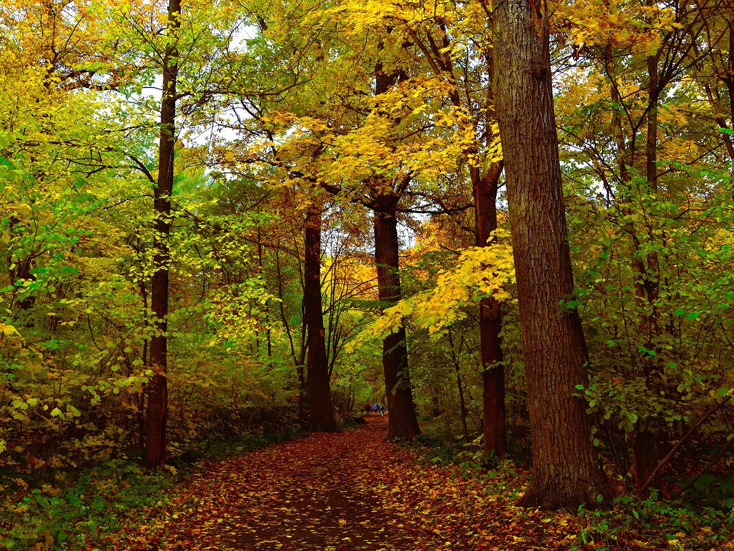 Новочебоксарск. Тропинка Ельниковской рощи осенью. - Пётр Чернега