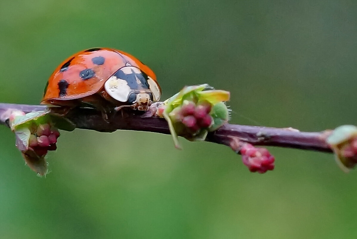 из серии " Было Лето... было..." - Николай Саржанов