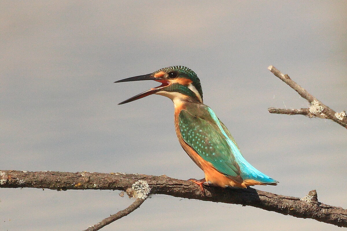 Зимородок  мама - Владилен Панченко
