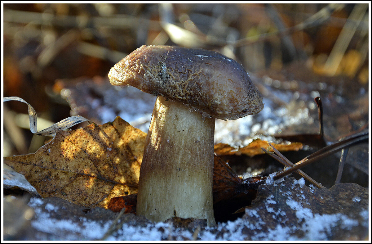 ...и зимой можно собирать.... - Aleksandr Gal
