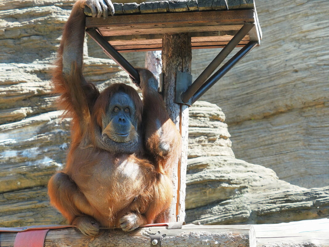 У меня есть "крыша". - Евгений Седов У меня есть "крыша". - Евгений Седов