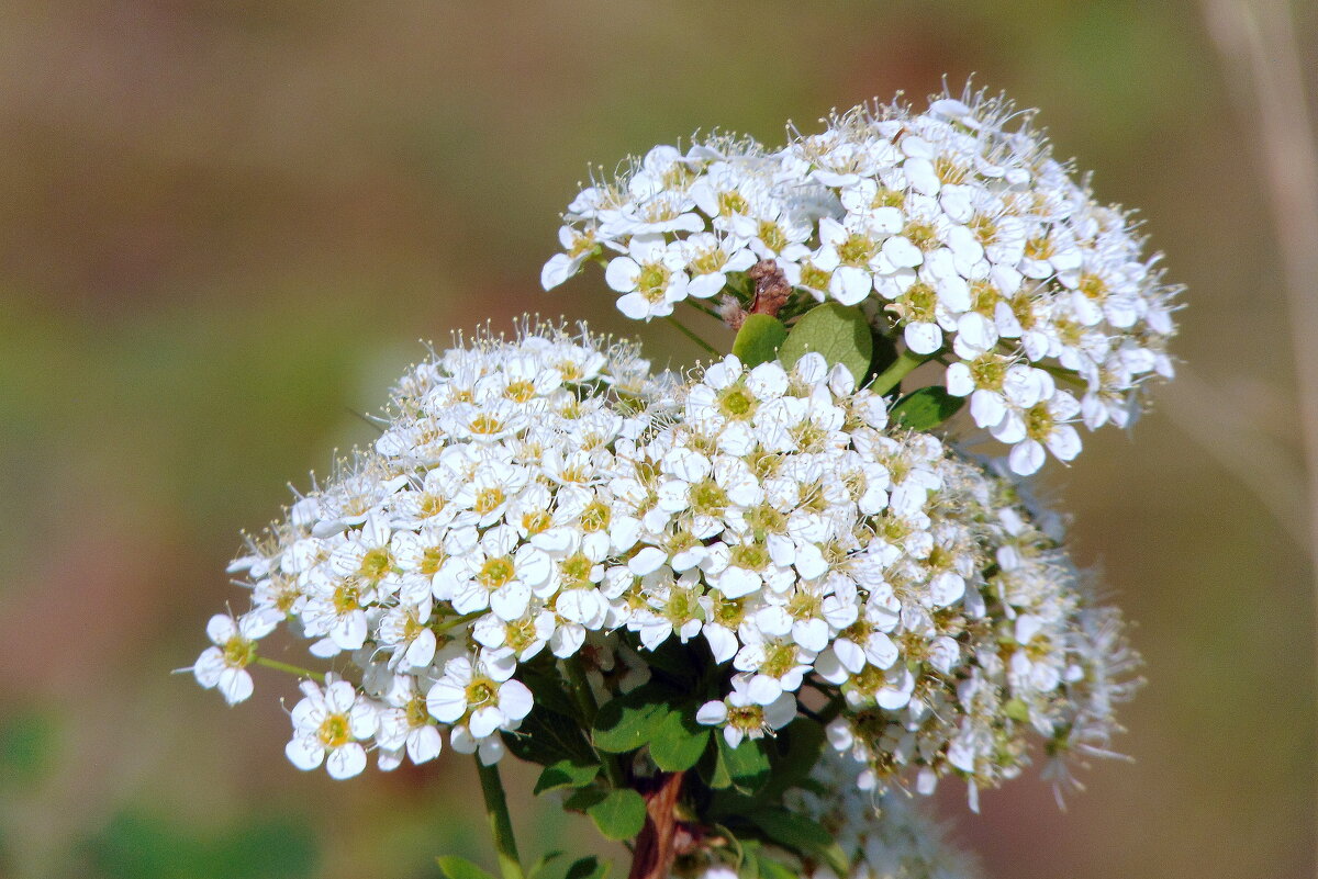 С весенним ароматом. - nadyasilyuk Вознюк