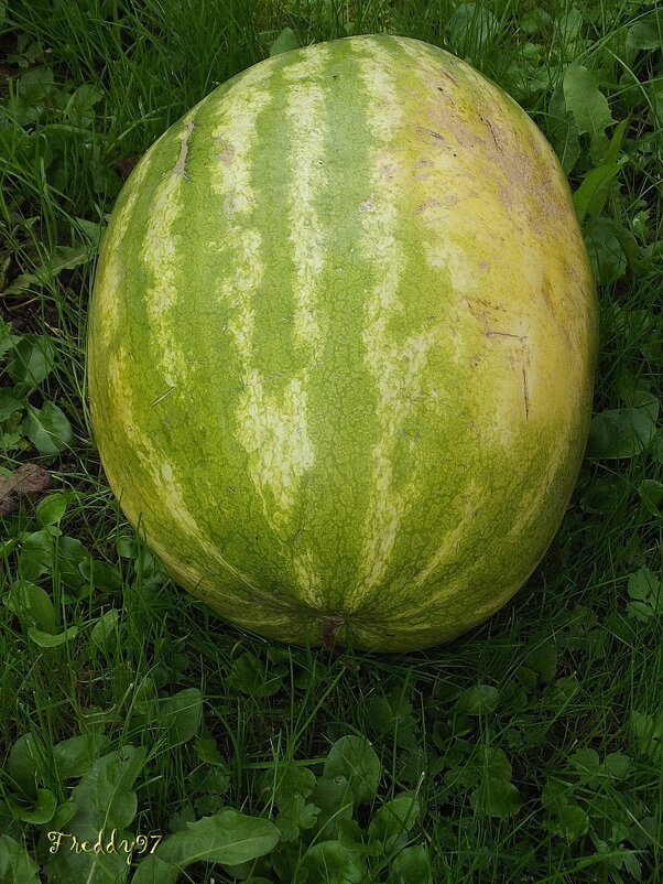 Арбуз - Freddy 97 Арбуз - Freddy 97
