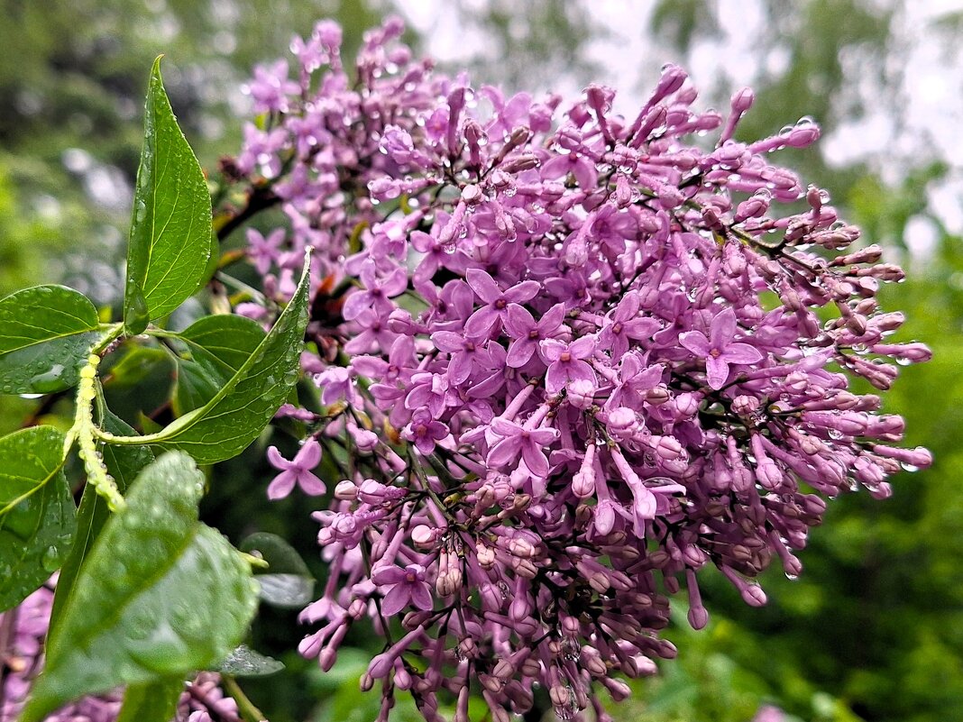 сирень - Наталья 