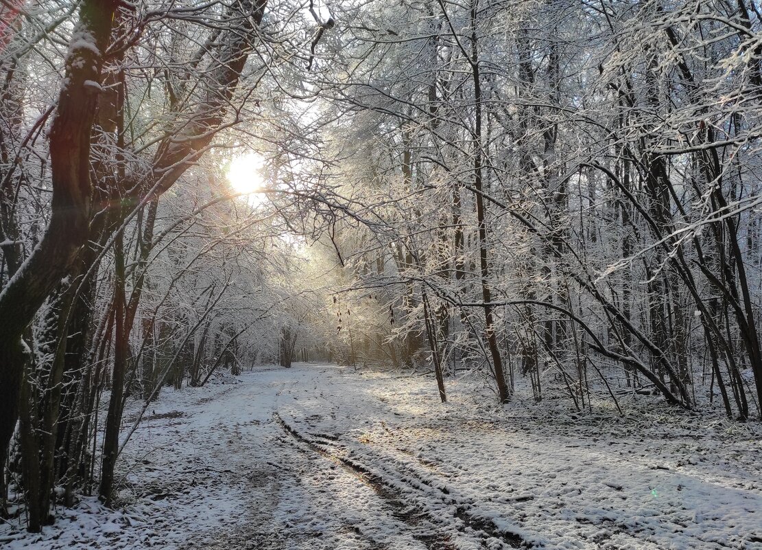 Лесная дорога - Игорь Ч.