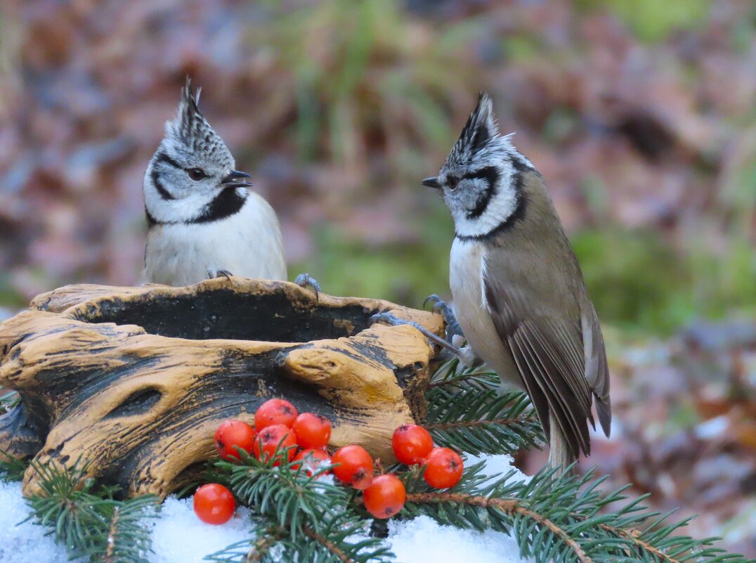 ??? - Ольга Митрофанова