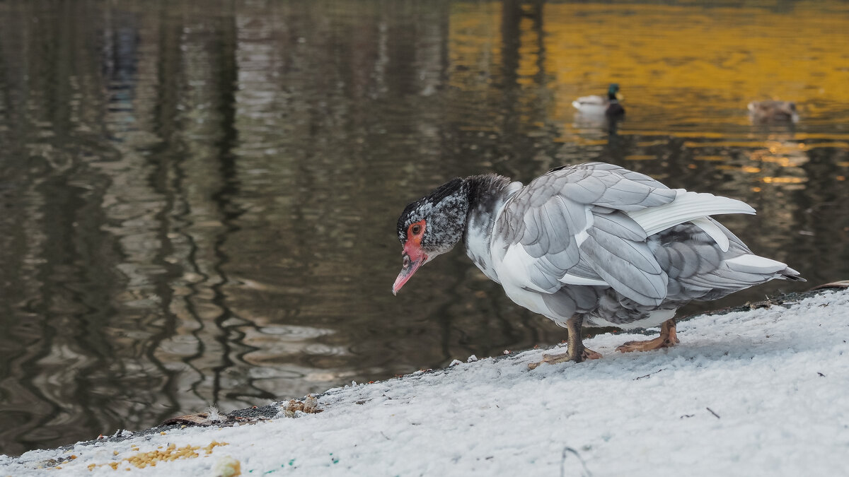 Из Жизни Уток - юрий поляков