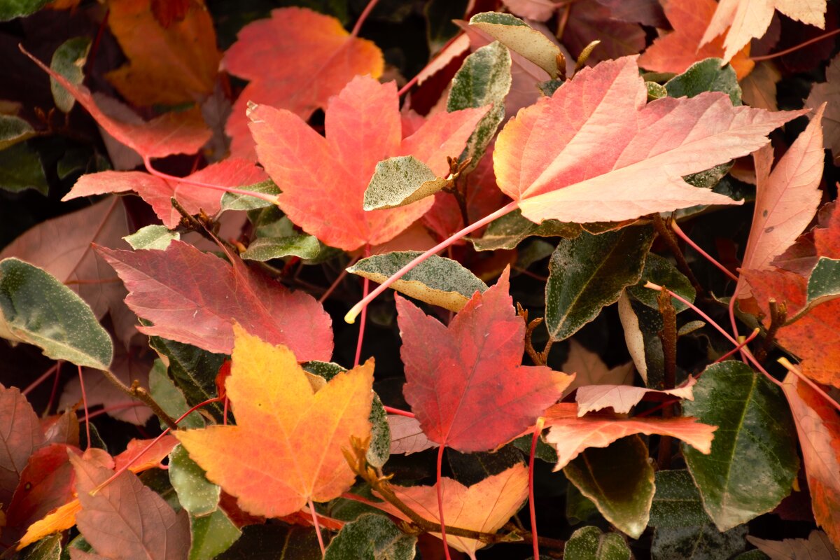 Кленовый лист, кленовый лист... - Юрий Полторыхин. Кленовый лист, кленовый лист... - Юрий Полторыхин.