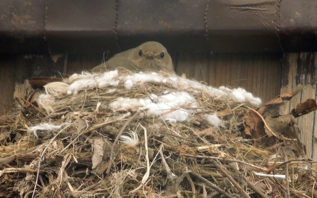 Мама - мухоловочка - Рина Воржева