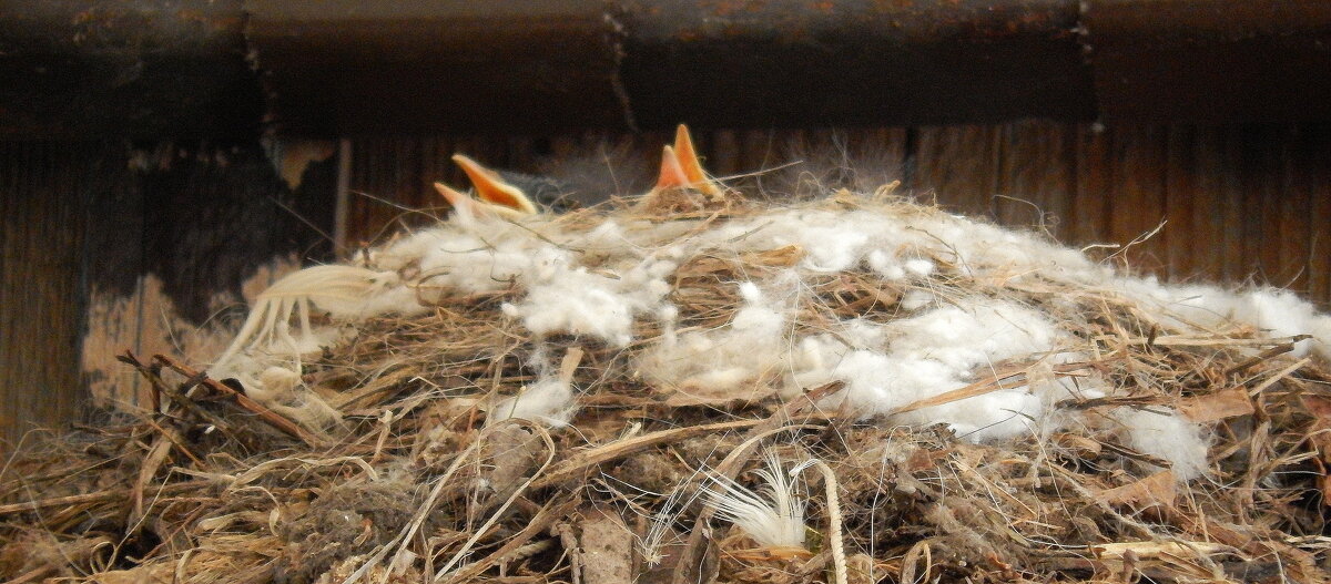 Два ребенка,третий самый пугливый.Все время прятался - Рина Воржева