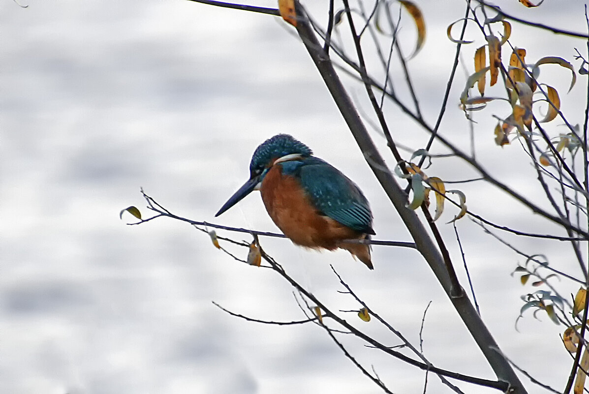 зимородок - Андроник Александр 