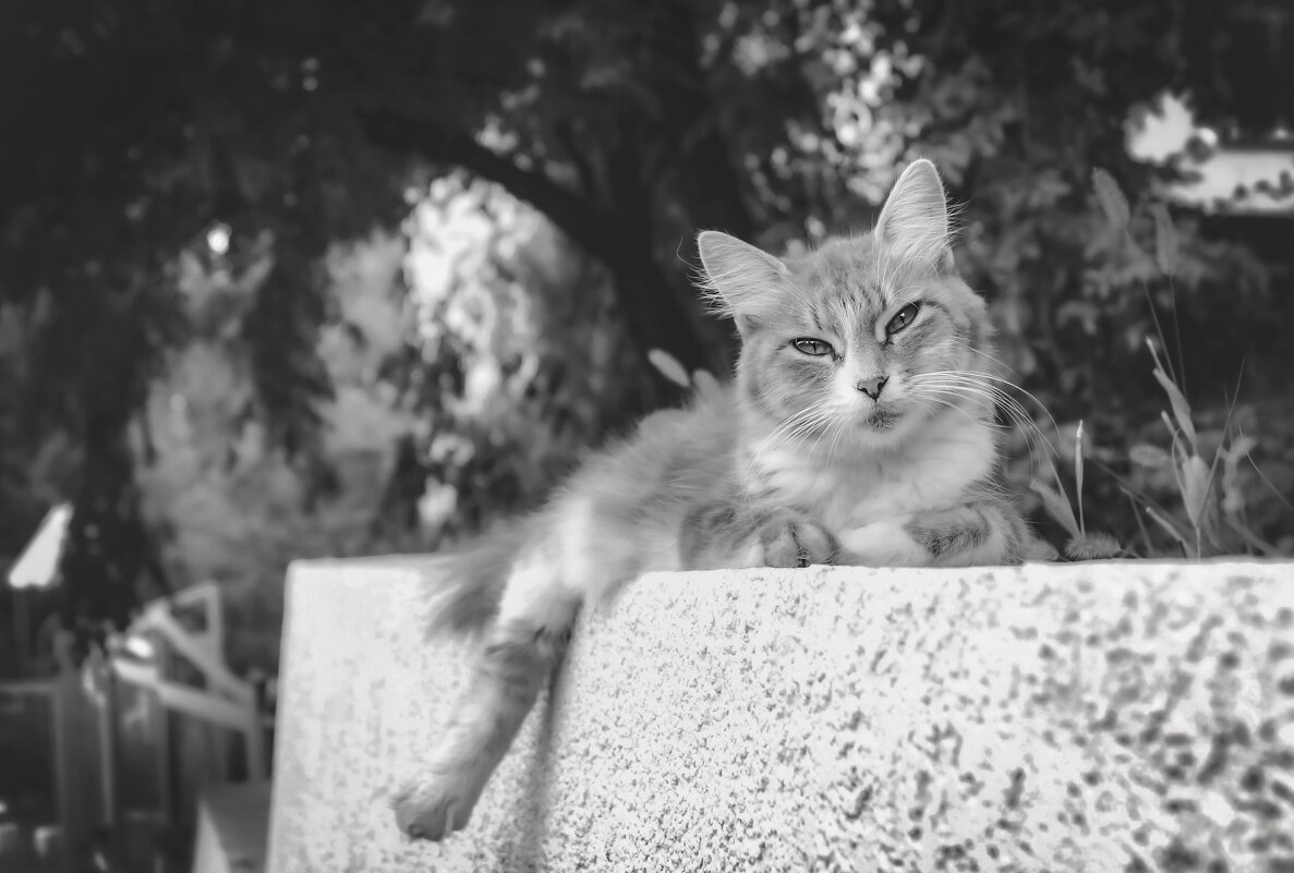 Ну, лежу и лежу (2чб) - Сергей Царёв