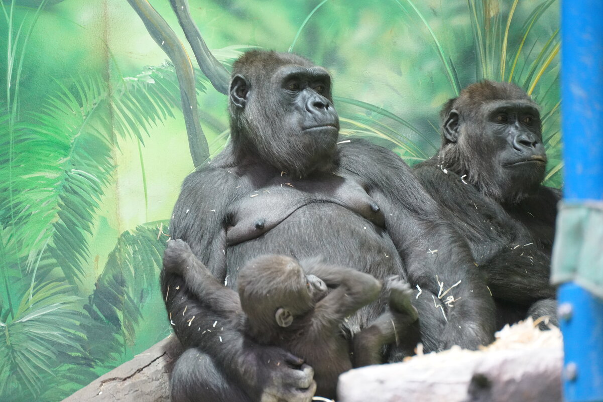 **** - Иван Литвинов