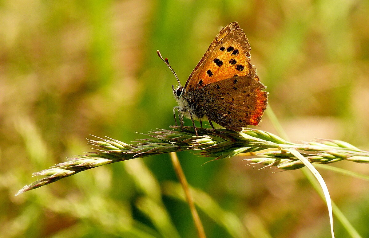 опять про бабочек...87 - Александр Прокудин