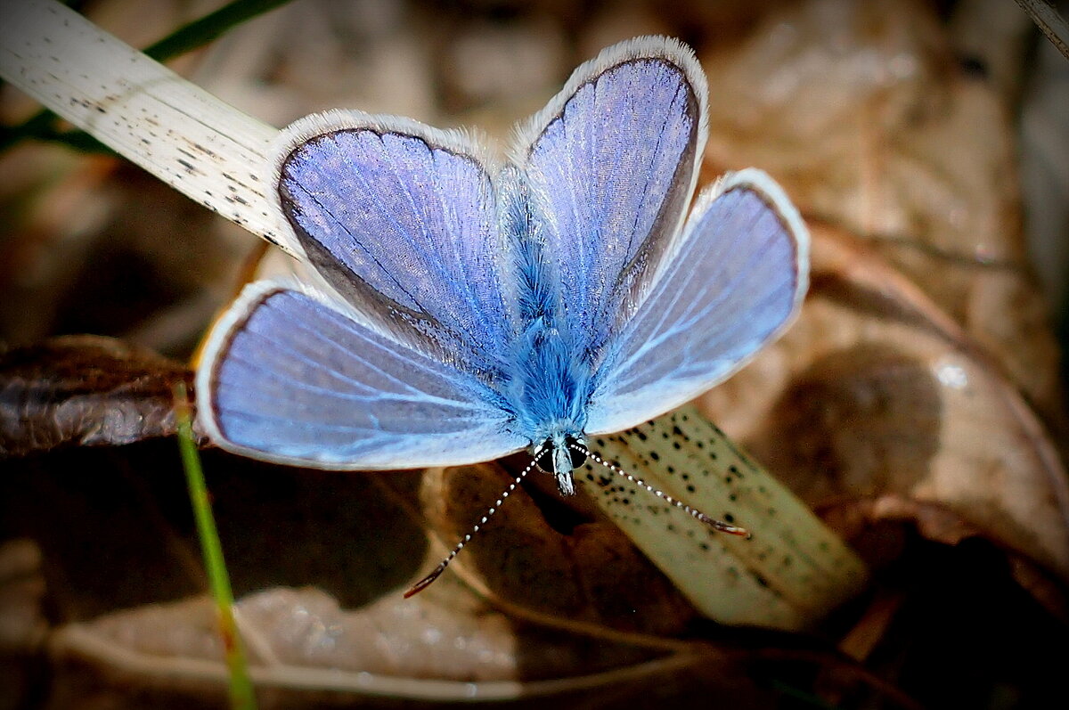 опять про бабочек...90 - Александр Прокудин опять про бабочек...90 - Александр Прокудин