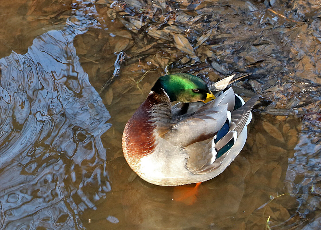Застеснялся... - Светлана Застеснялся... - Светлана