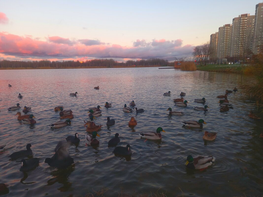 Утки на закате - Сапсан 