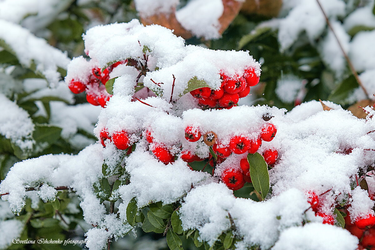 Первый снег - Светлана Ищенко