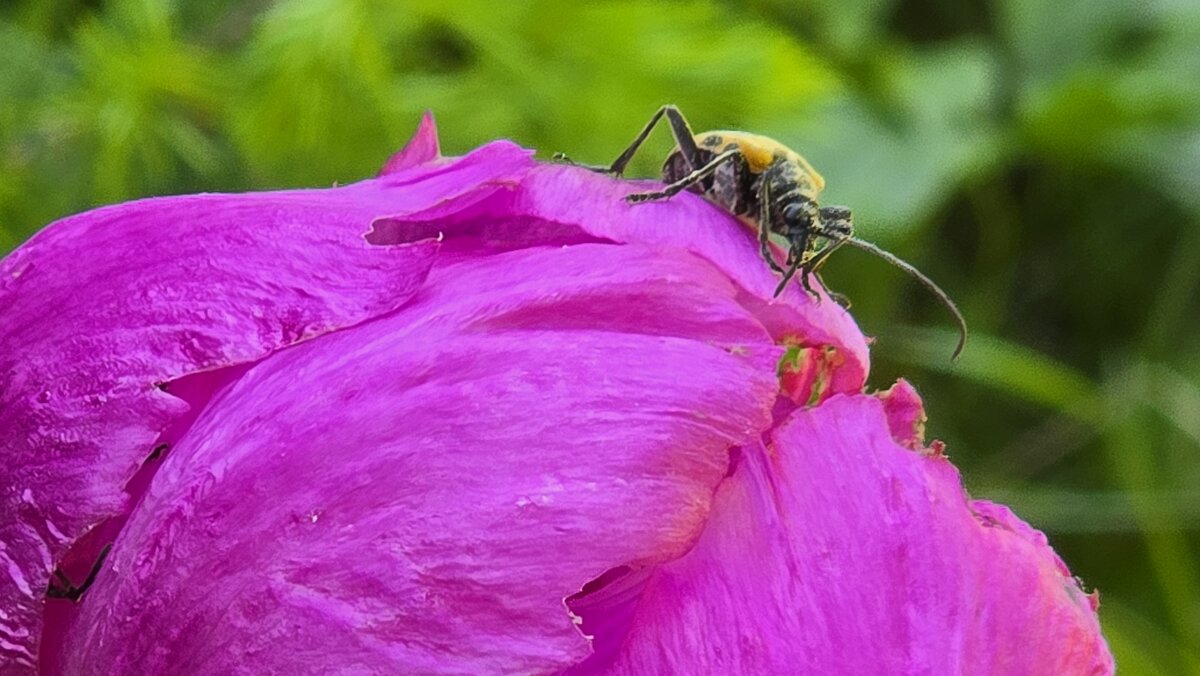 Цветы Долины. - Рустам Кашапов