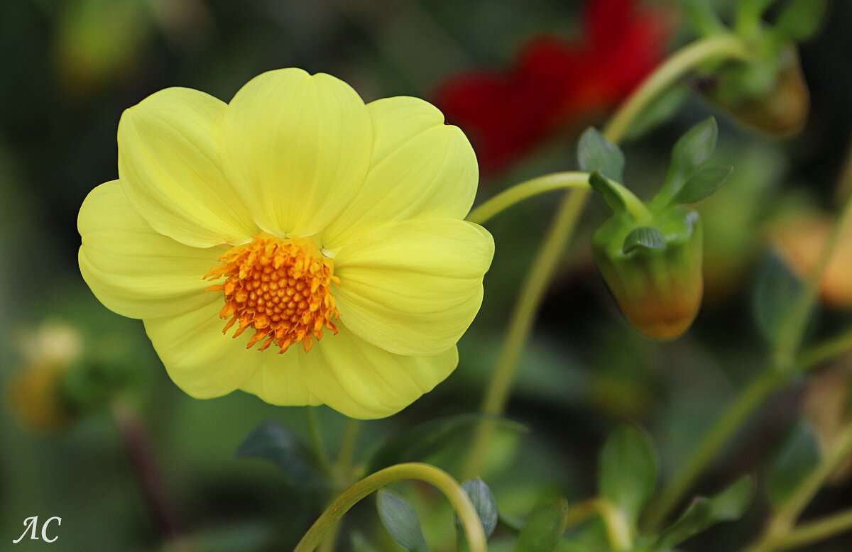 В объективе георгина (серия) - Любовь Сахарова В объективе георгина (серия) - Любовь Сахарова