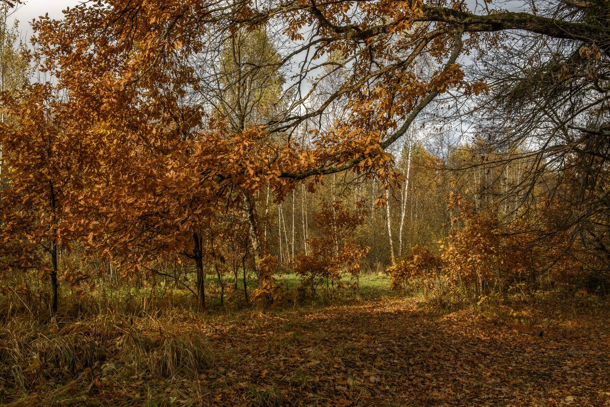 Из под дуба. - Николай 