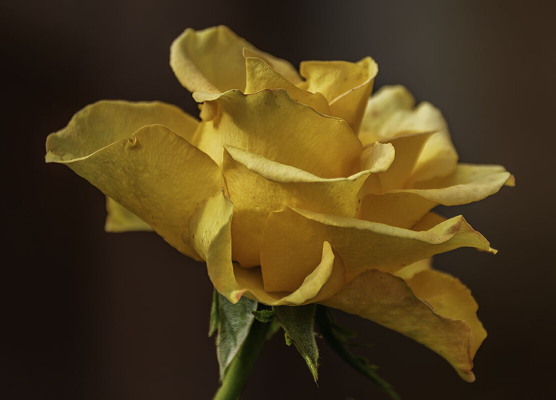 Желтая роза - Игорь Сикорский Желтая роза - Игорь Сикорский