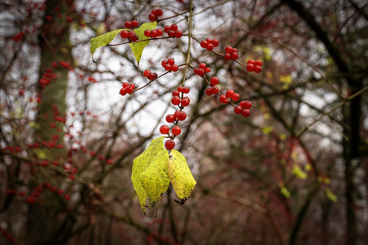Ягодки - Валерий Пославский Ягодки - Валерий Пославский