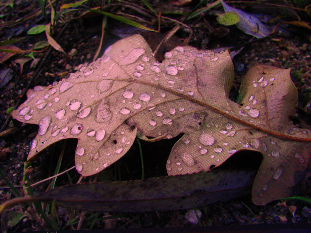 В каплях дождя - Людмила Смородинская