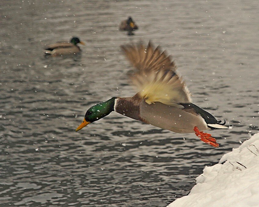 То взлёт, то посадка... )) - Владимир Хиль