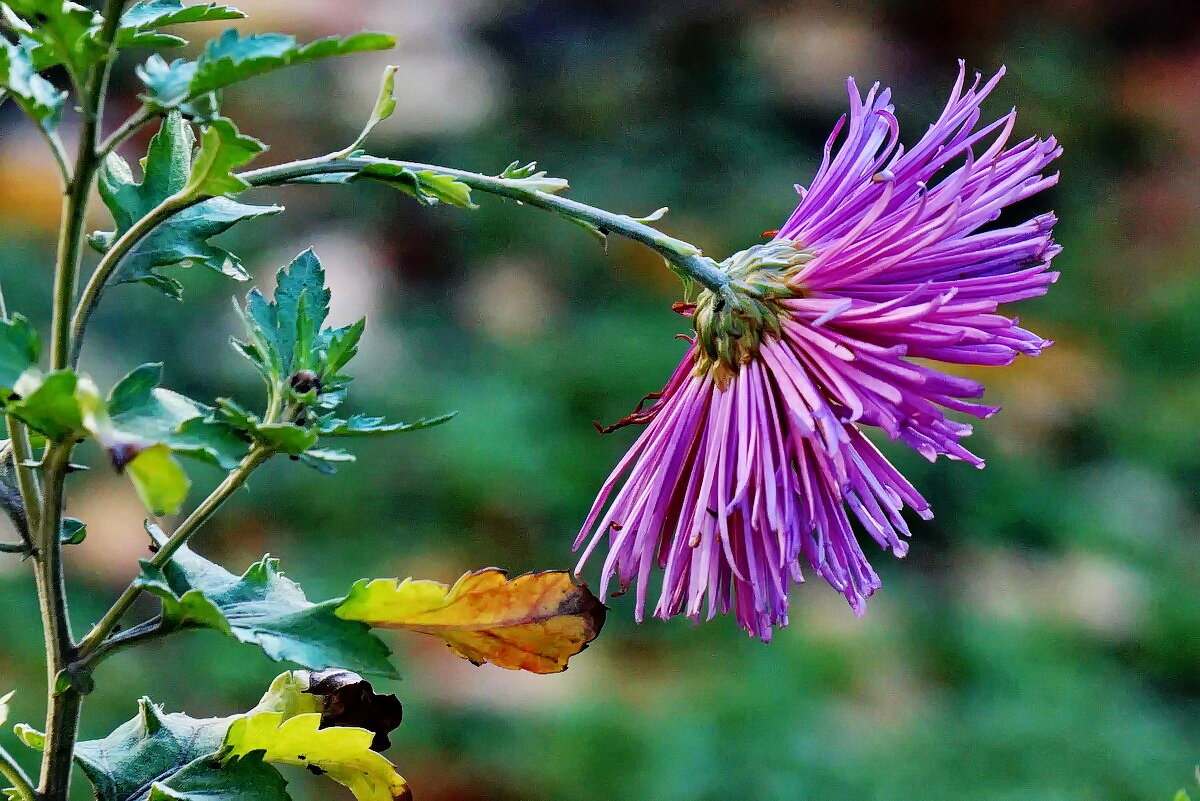 Ещё держатся... - Николай Саржанов