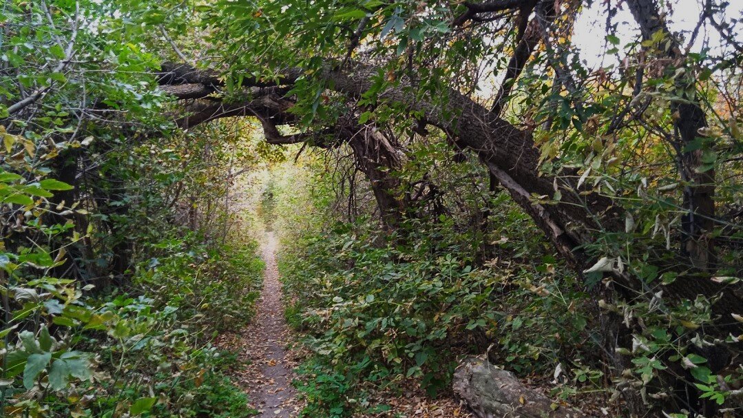 аллея - Елена Шаламова