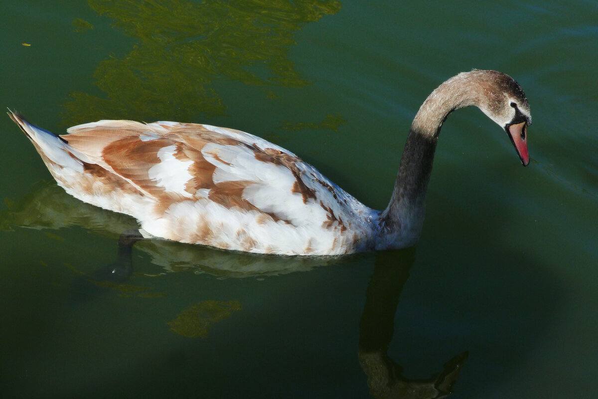 Молодняк - Валентин Семчишин