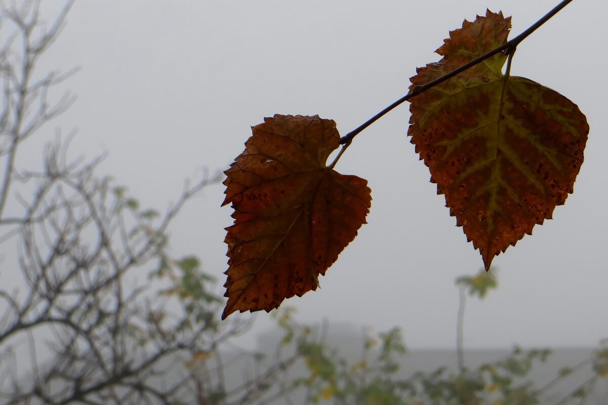 Шелестят листочки в тумане - Татьяна Смоляниченко Шелестят листочки в тумане - Татьяна Смоляниченко