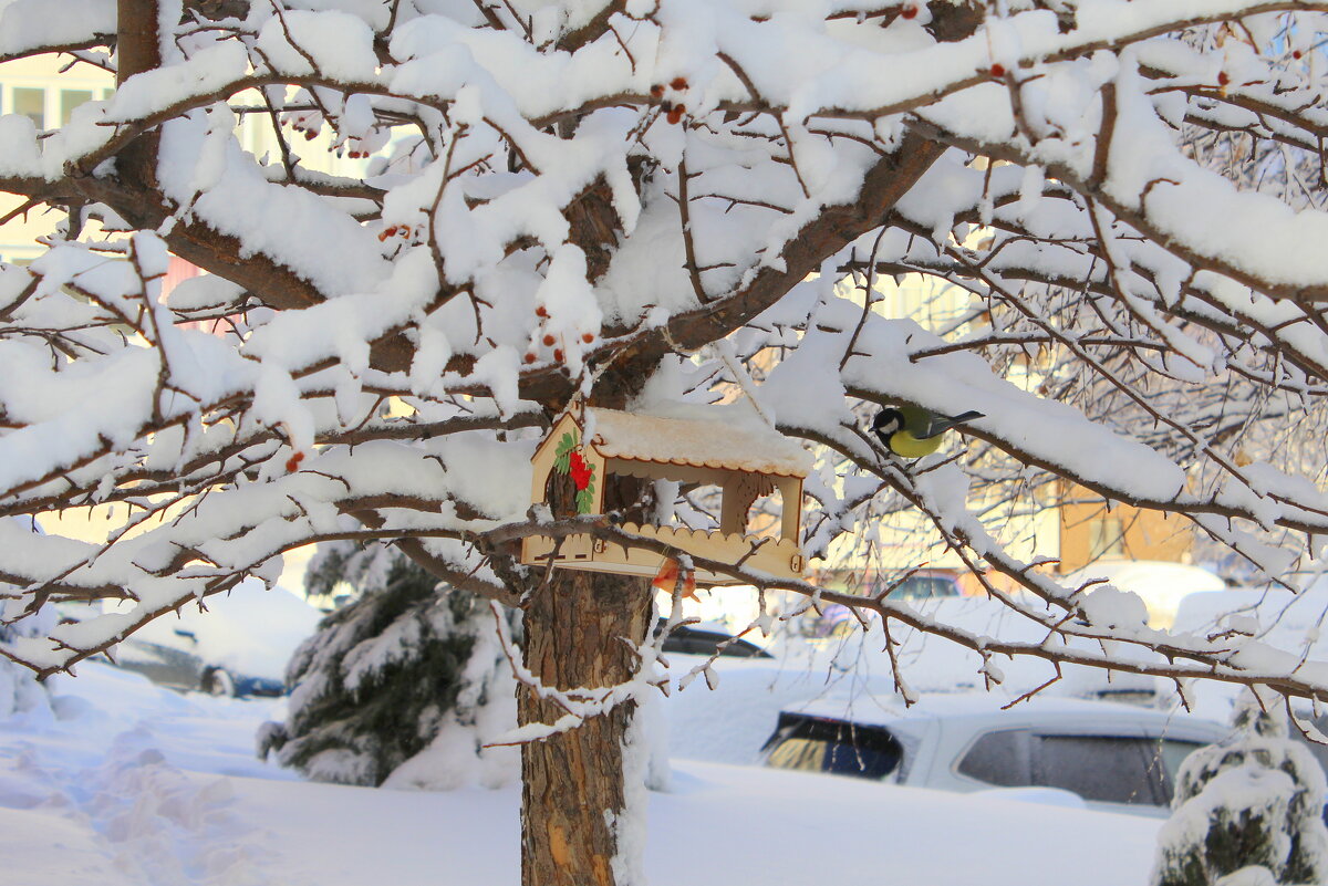 Кормушка для птиц - Татьяна Лютаева