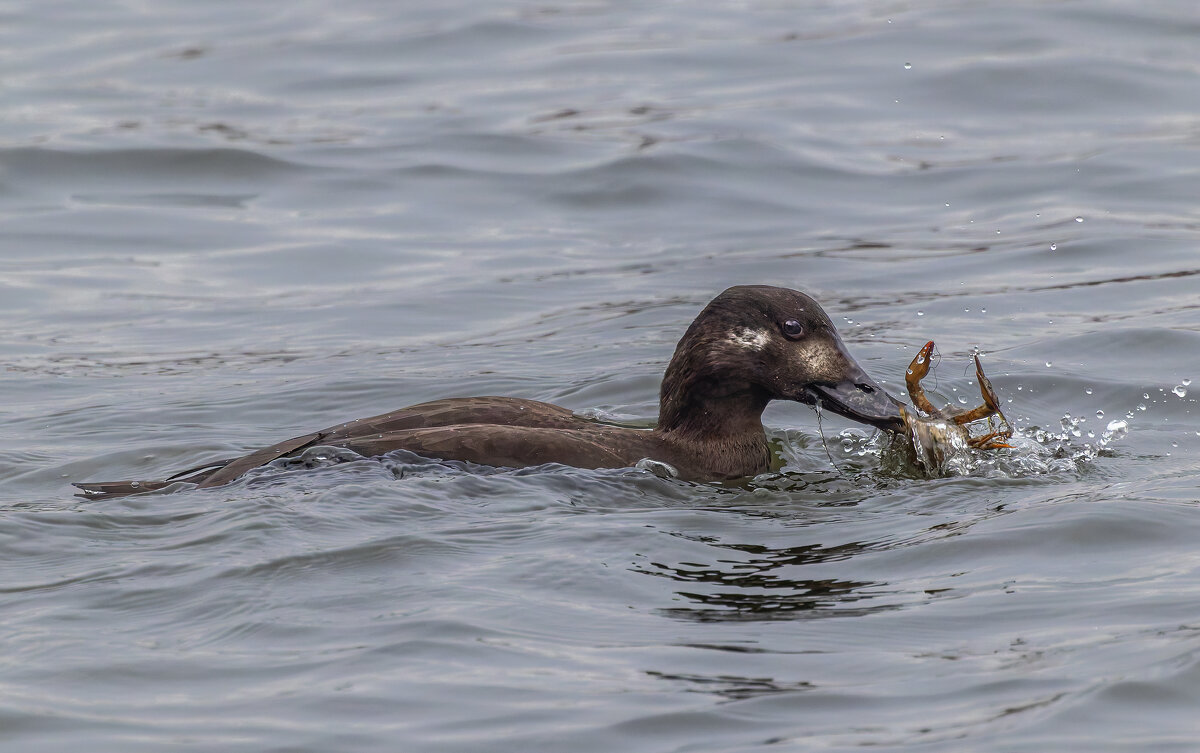 турпан. - юрий макаров