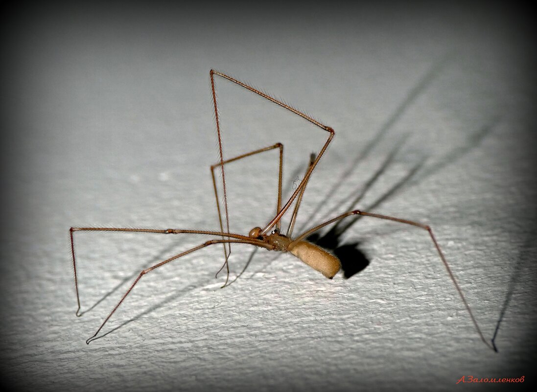 А вы модными диетами не сильно увлекаетесь? :-) - Андрей Заломленков