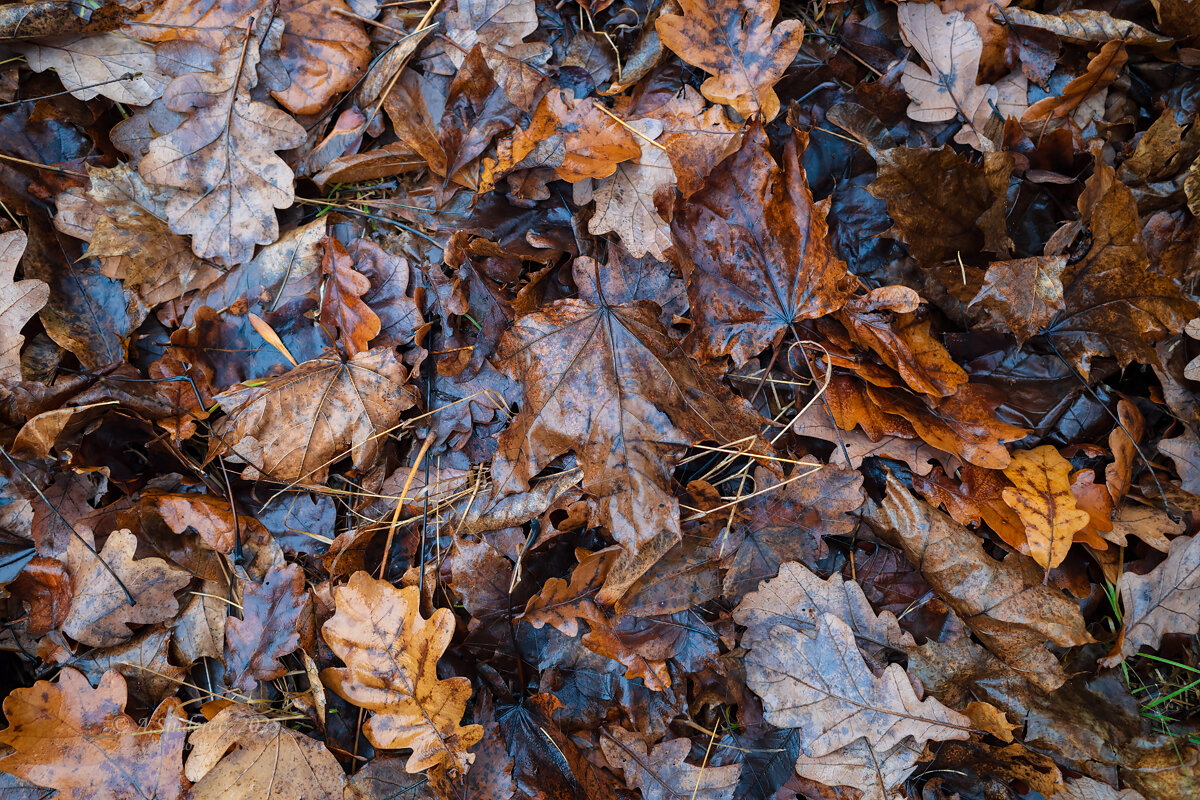 Жухлая осенняя листва в ноябре - Александр Синдерёв Жухлая осенняя листва в ноябре - Александр Синдерёв