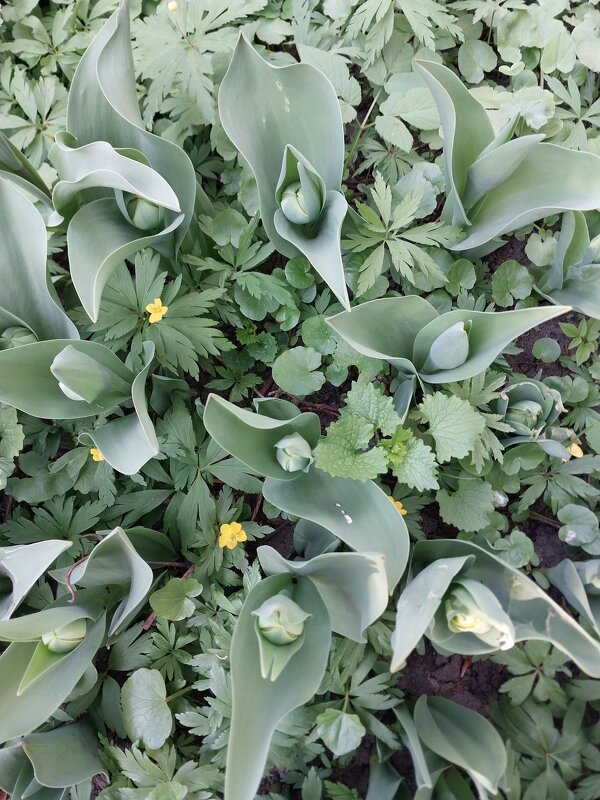 Тюльпаны - Маргарита Б