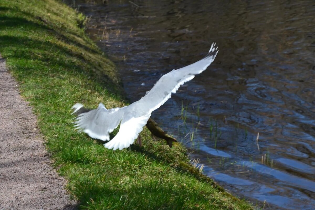 Повезло птичке - Надежда 