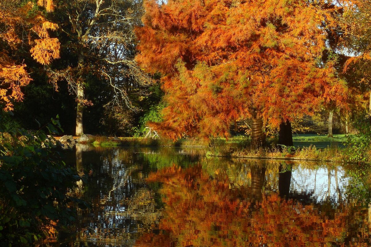 Рыжая осень - Юрий. Шмаков